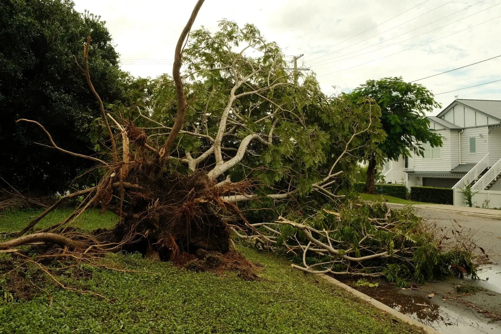Large tree uprooted by a storm next to a suburban house